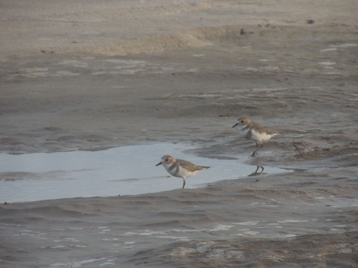 Two-banded Plover - ML618275733