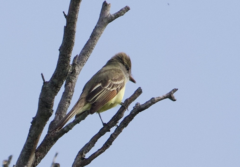 Great Crested Flycatcher - Toby Ditz