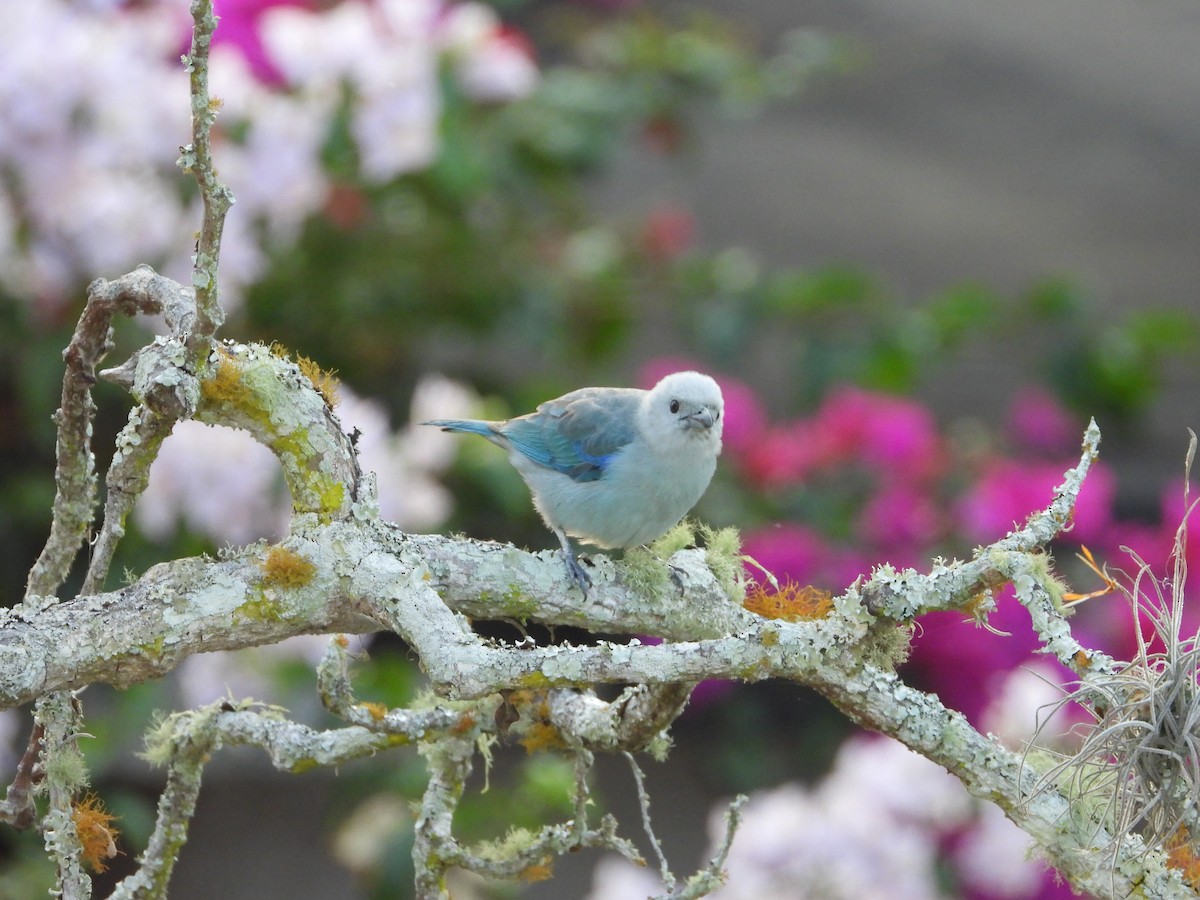 Blue-gray Tanager - ML618275752