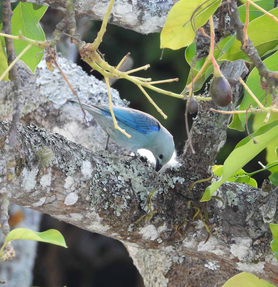 Blue-gray Tanager - ML618275755