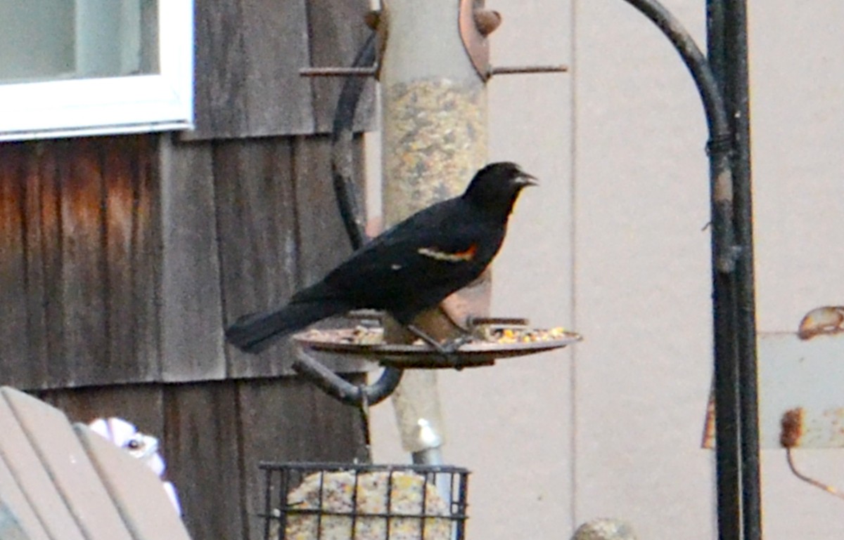 blackbird sp. - J. Micheal Patterson