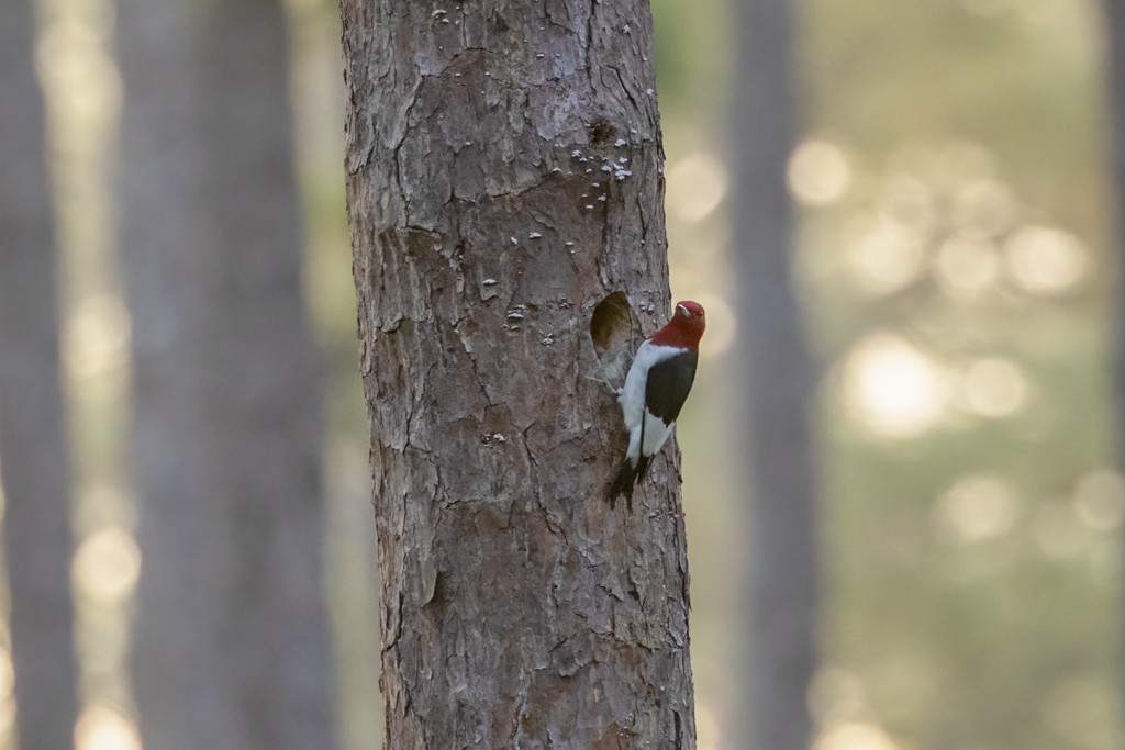 Red-headed Woodpecker - Linda Burek