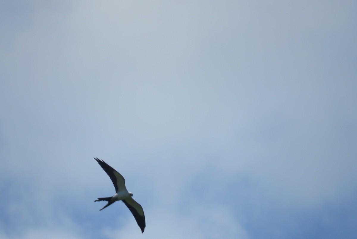 Swallow-tailed Kite - ML618275812