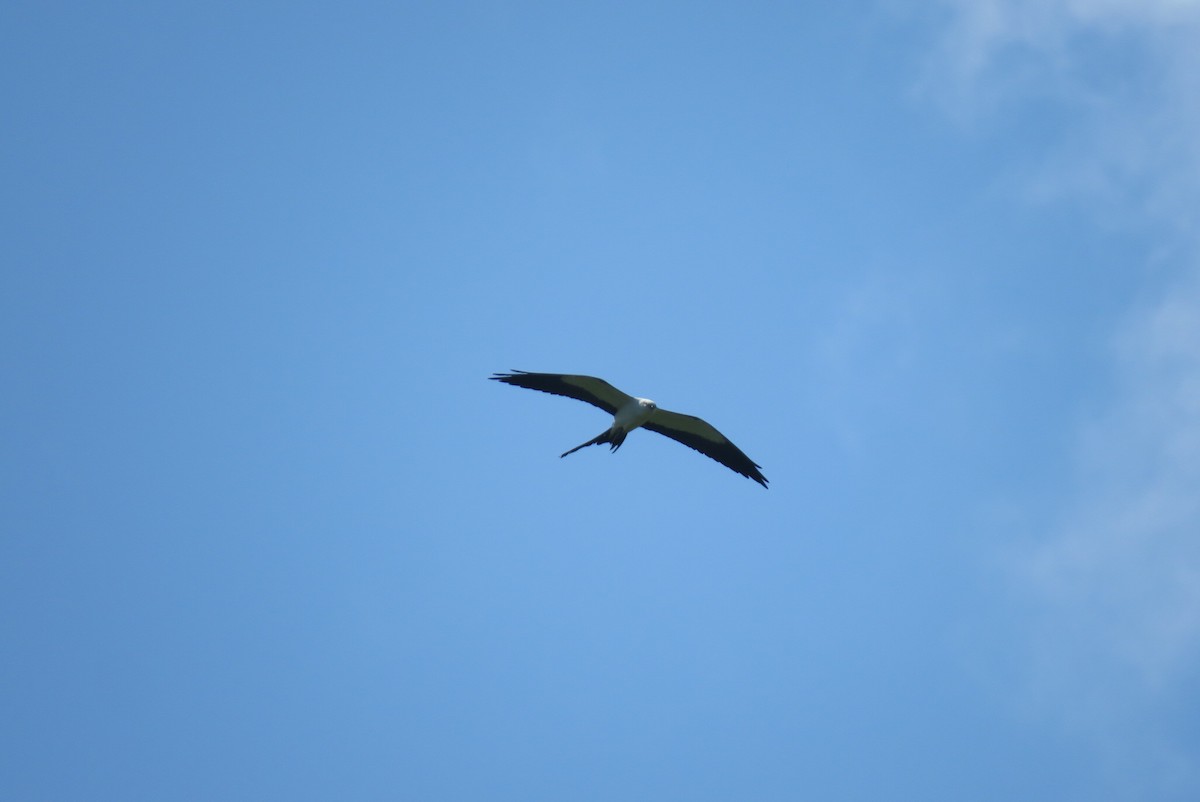 Swallow-tailed Kite - ML618275813