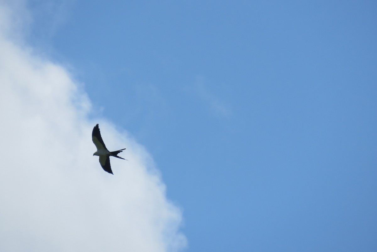 Swallow-tailed Kite - ML618275814