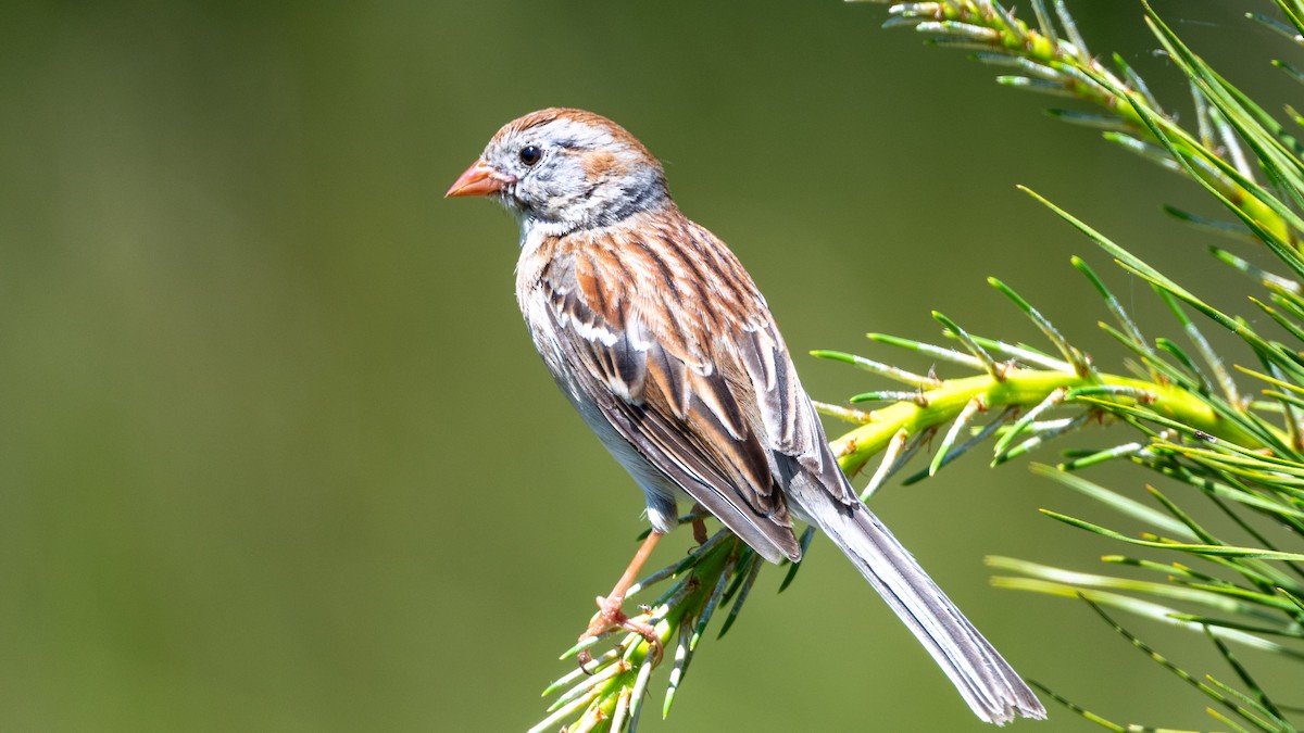 Field Sparrow - Steve McInnis