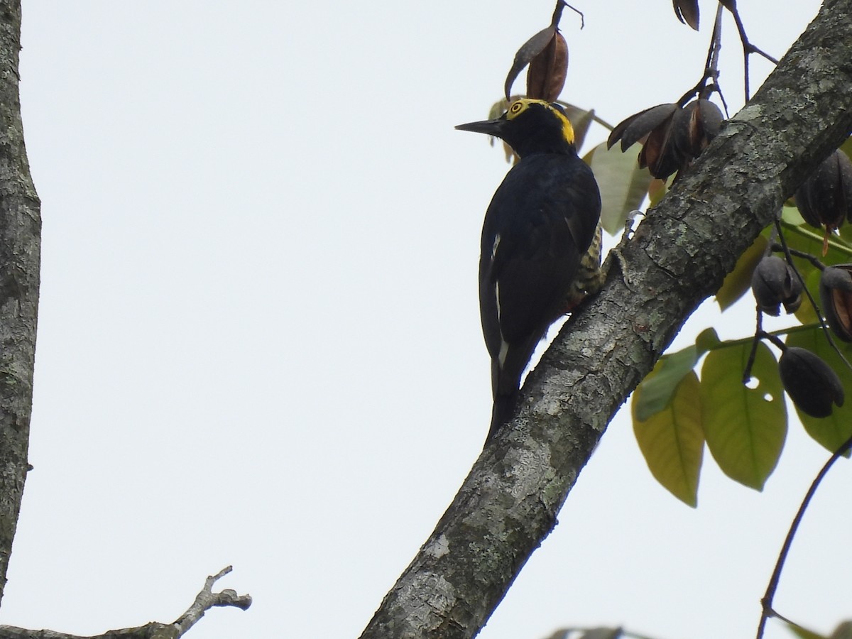 Yellow-tufted Woodpecker - ML618275824