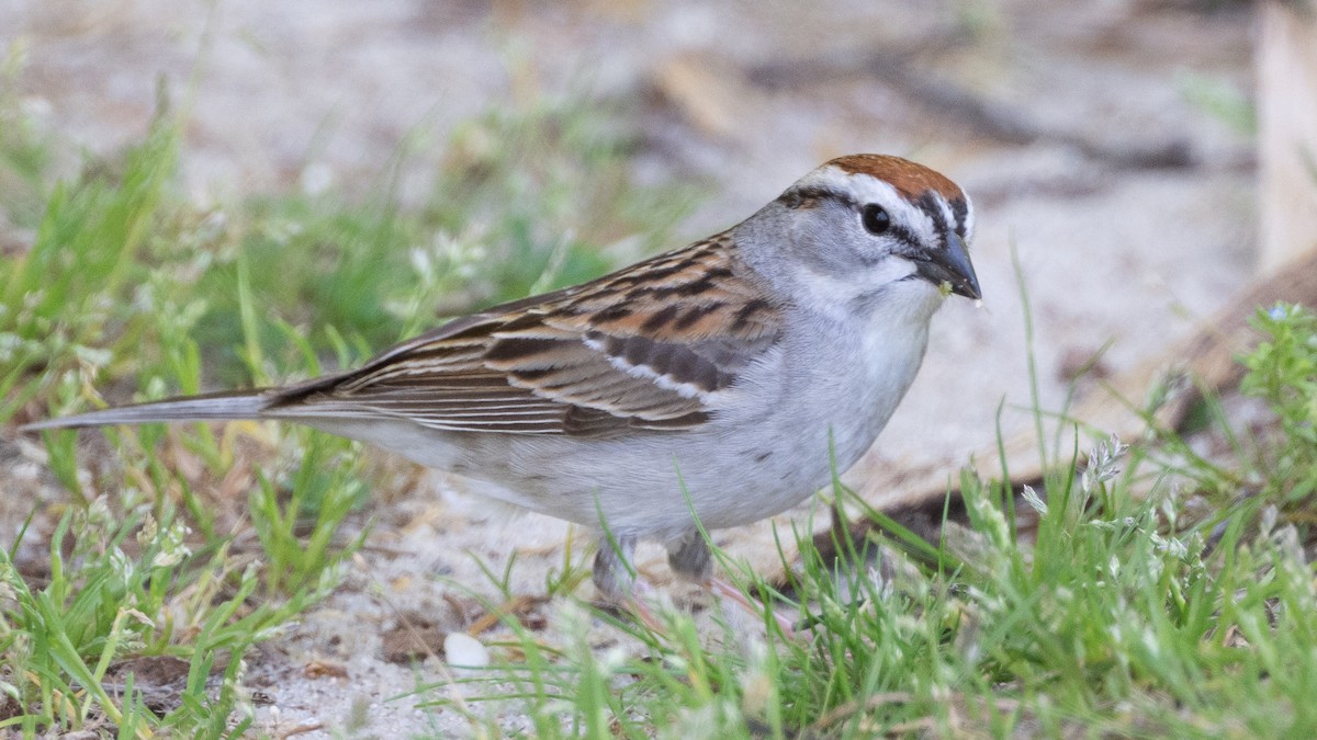 Chipping Sparrow - ML618275839