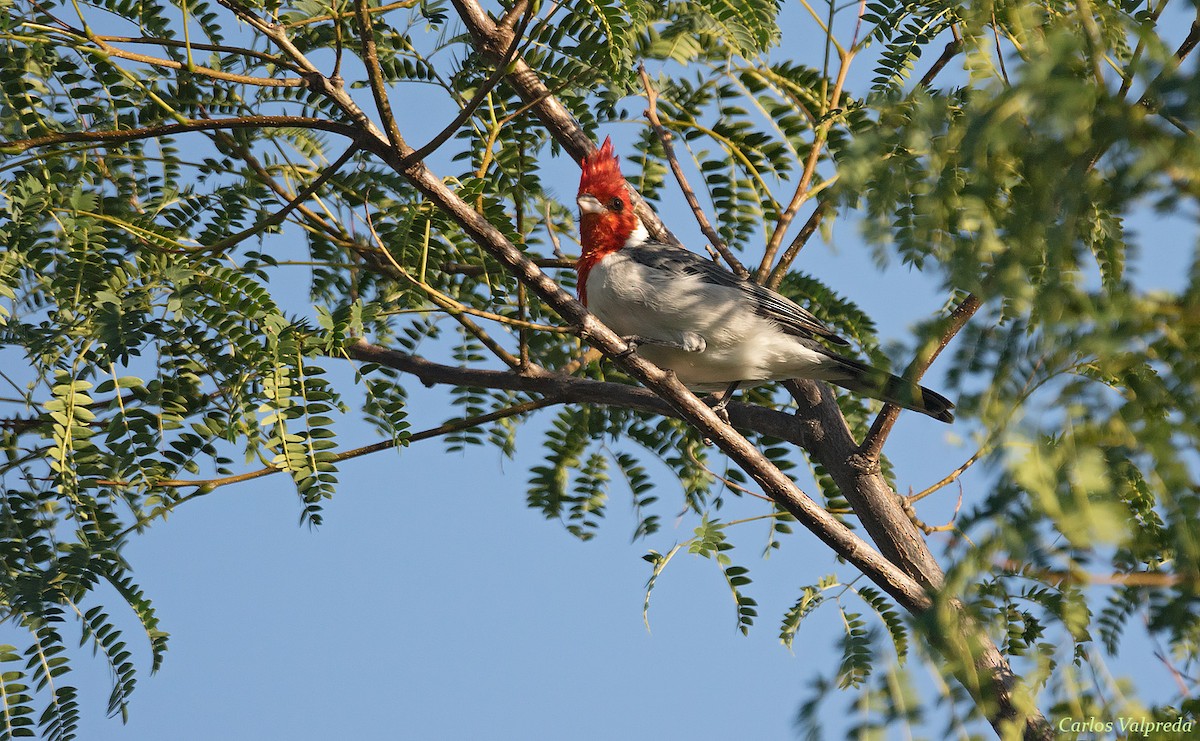 Red-crested Cardinal - ML618275844