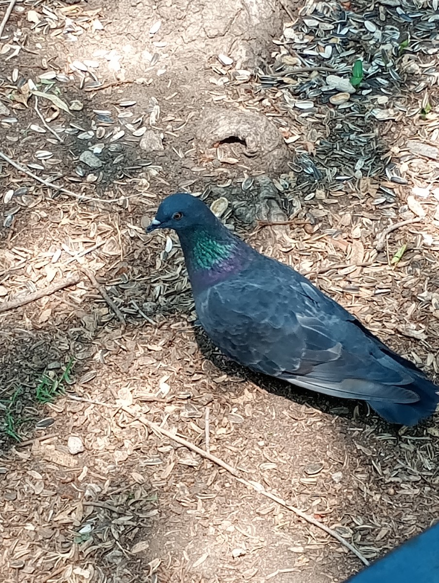 Rock Pigeon (Feral Pigeon) - Salvador Trujillo González