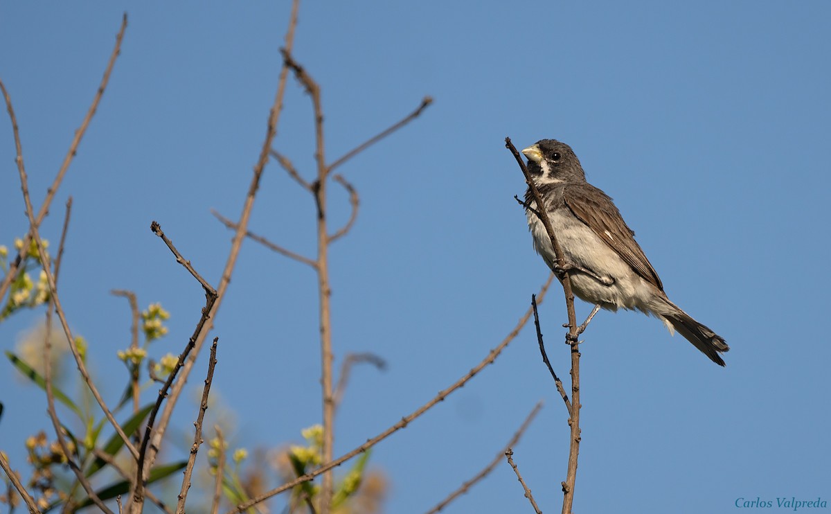 Double-collared Seedeater - ML618275914