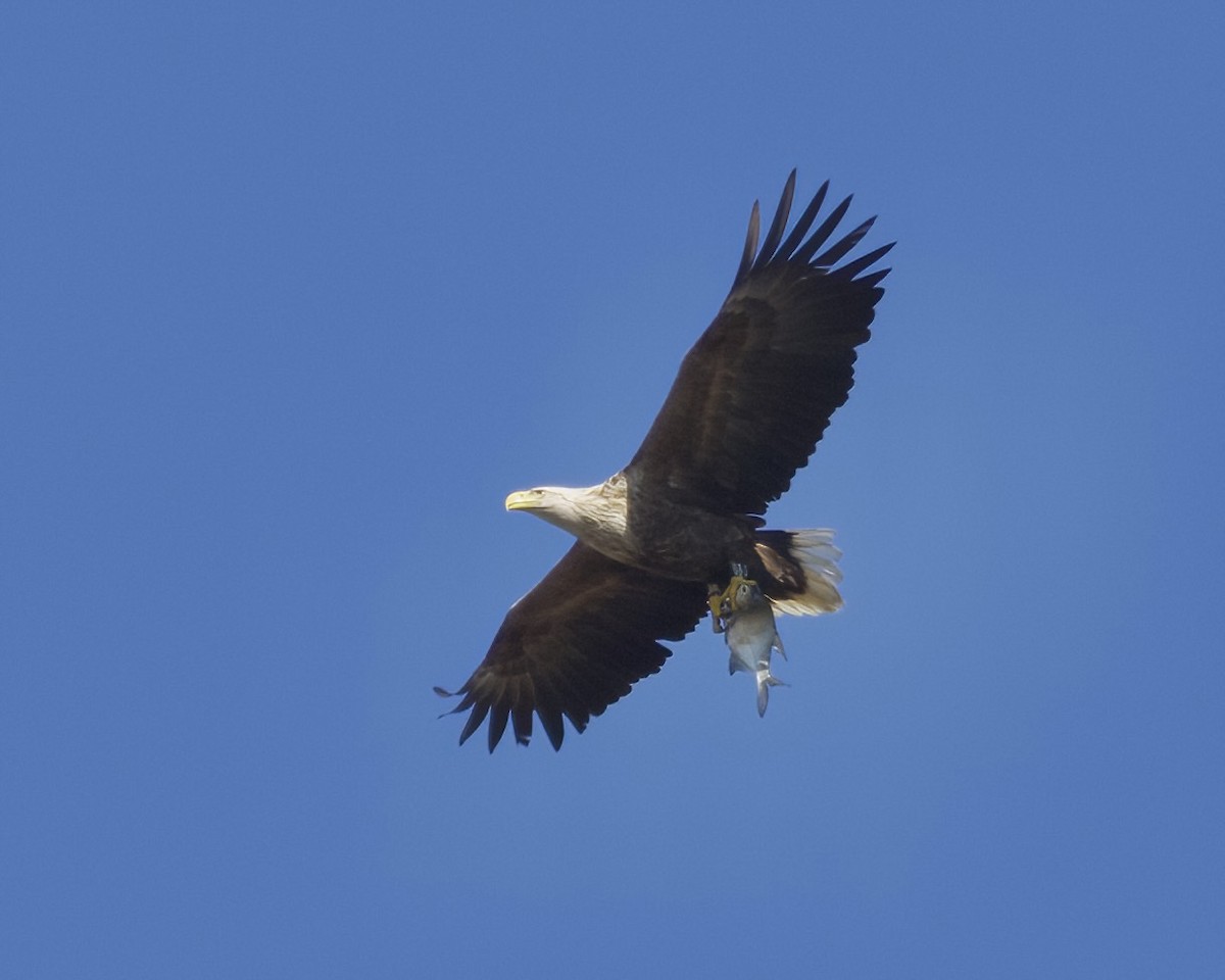 White-tailed Eagle - ML618275924