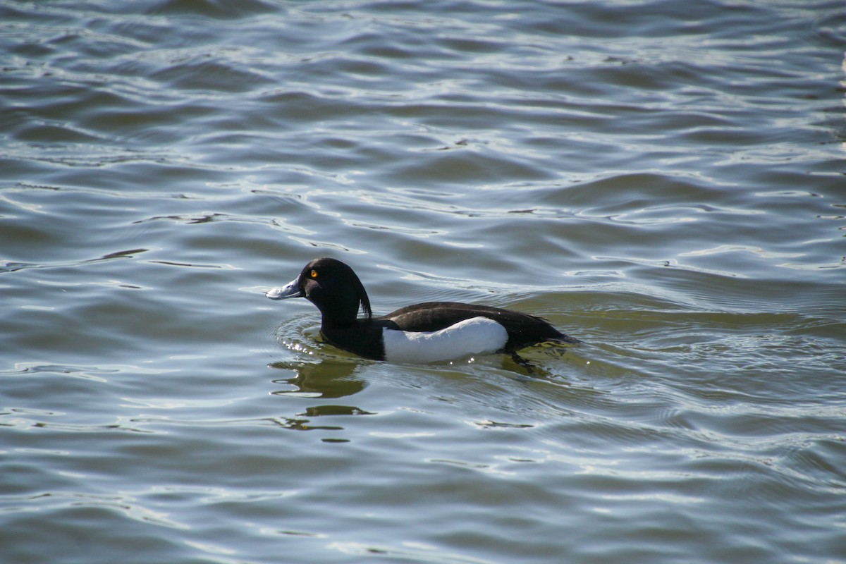 Tufted Duck - ML618275957