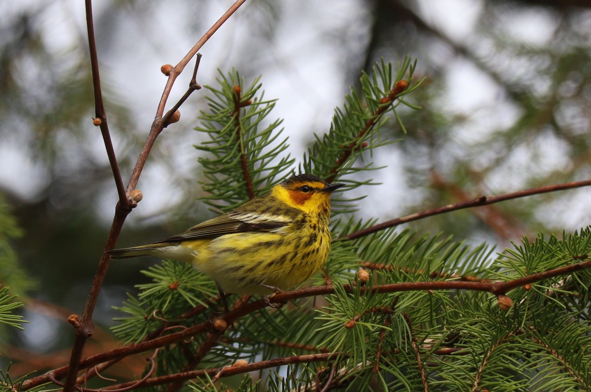 Cape May Warbler - ML618275964