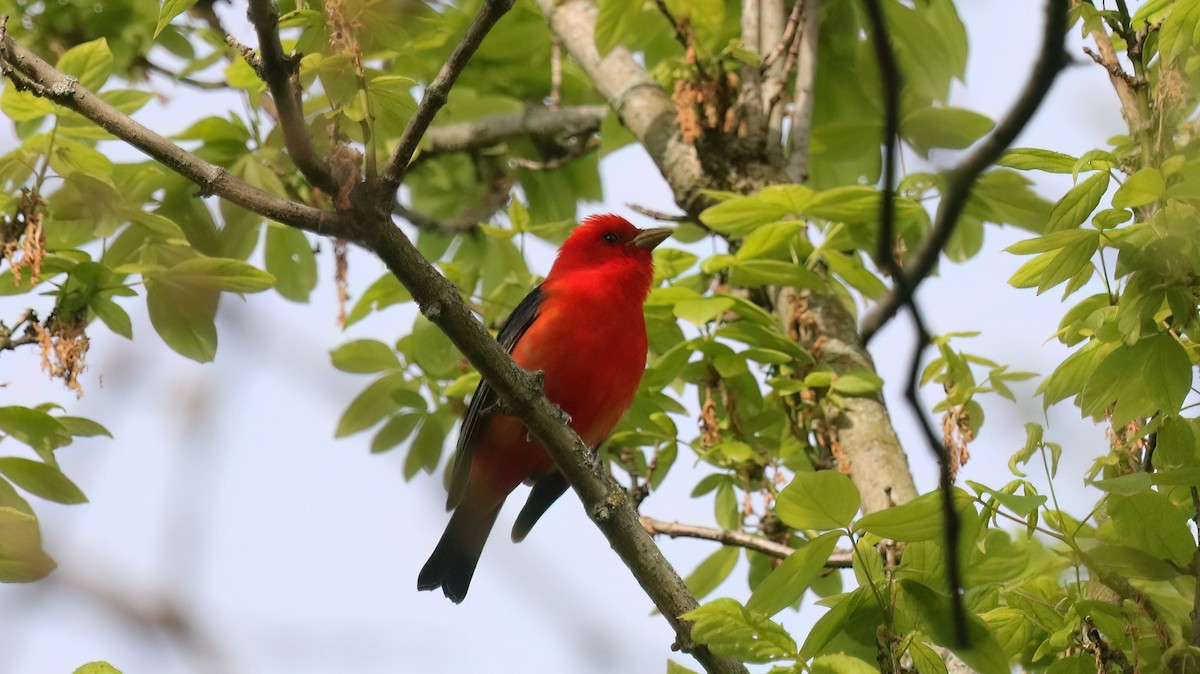 Scarlet Tanager - ML618275968