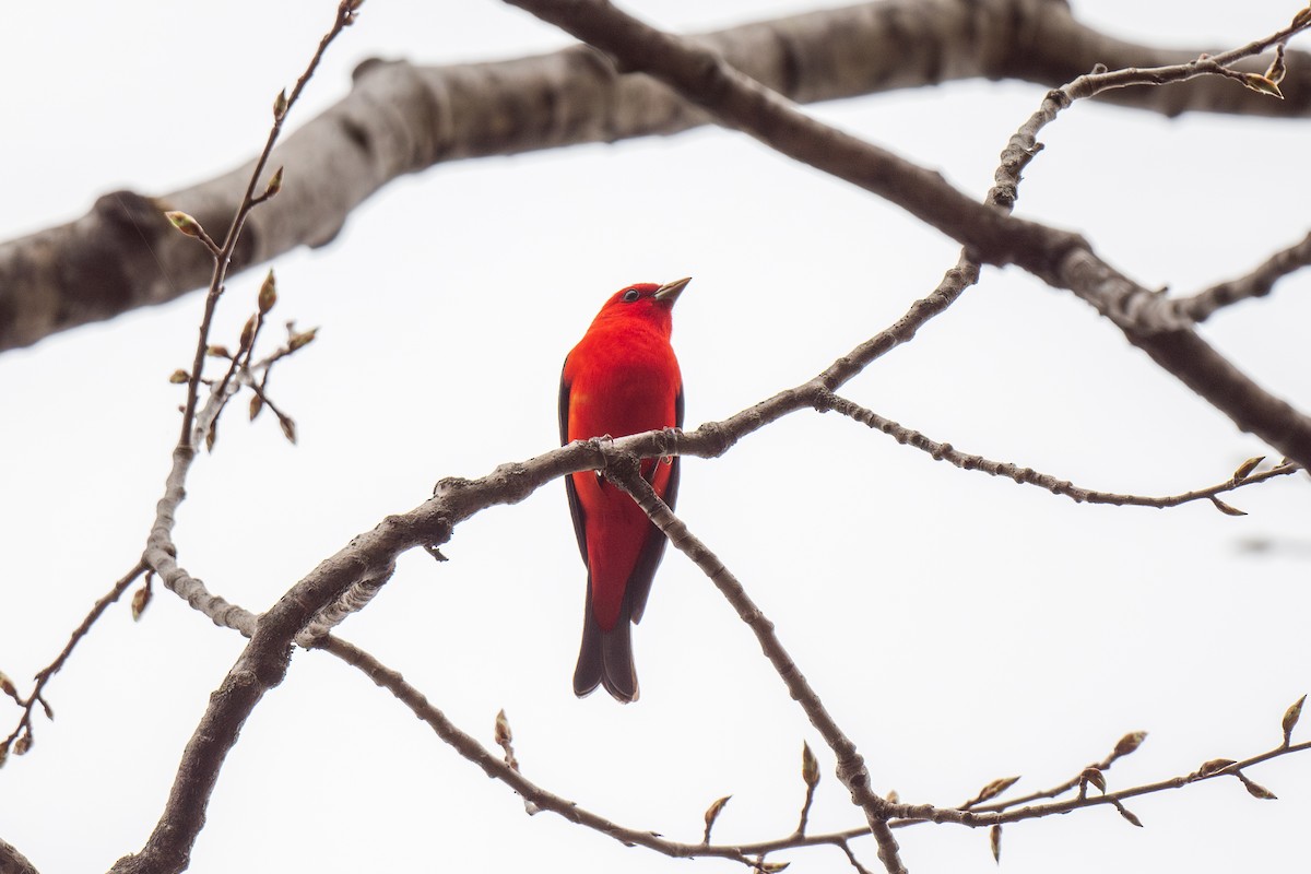 Scarlet Tanager - ML618276030