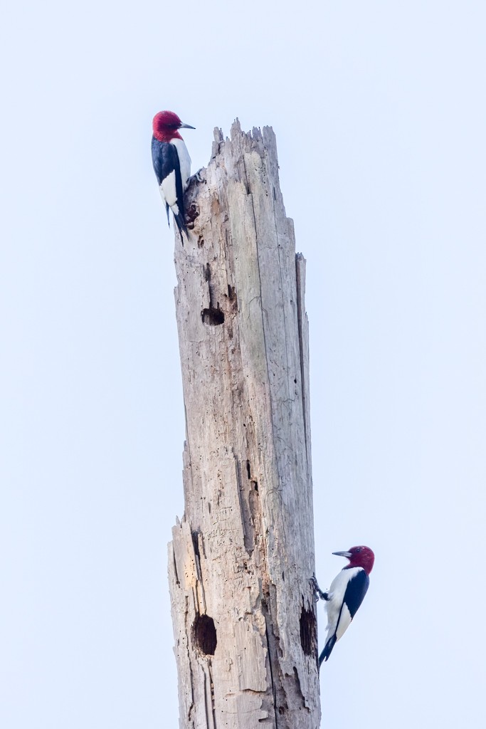 Red-headed Woodpecker - ML618276053