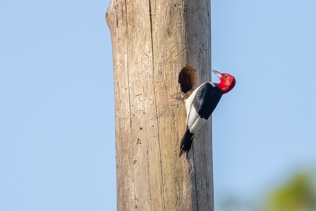 Red-headed Woodpecker - ML618276054