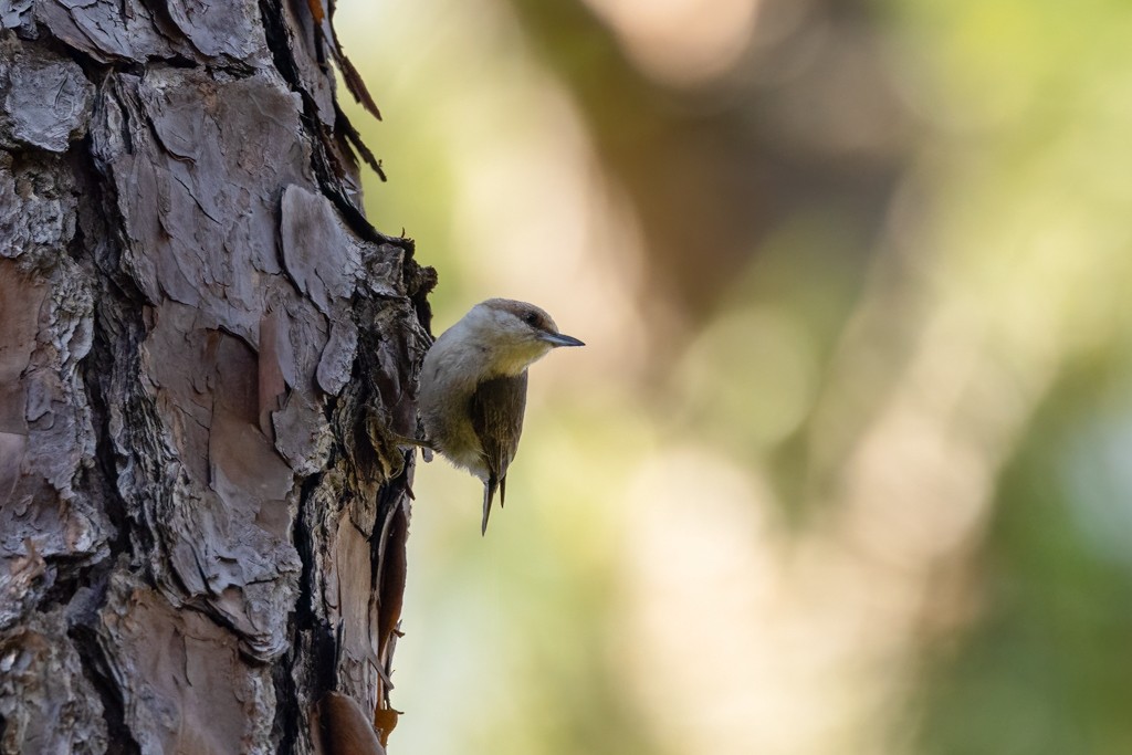 Brown-headed Nuthatch - ML618276077