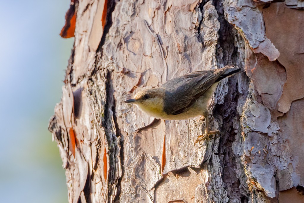 Brown-headed Nuthatch - ML618276078