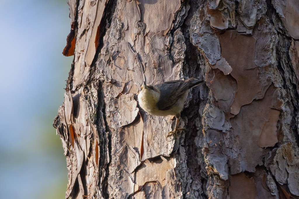 Brown-headed Nuthatch - ML618276079