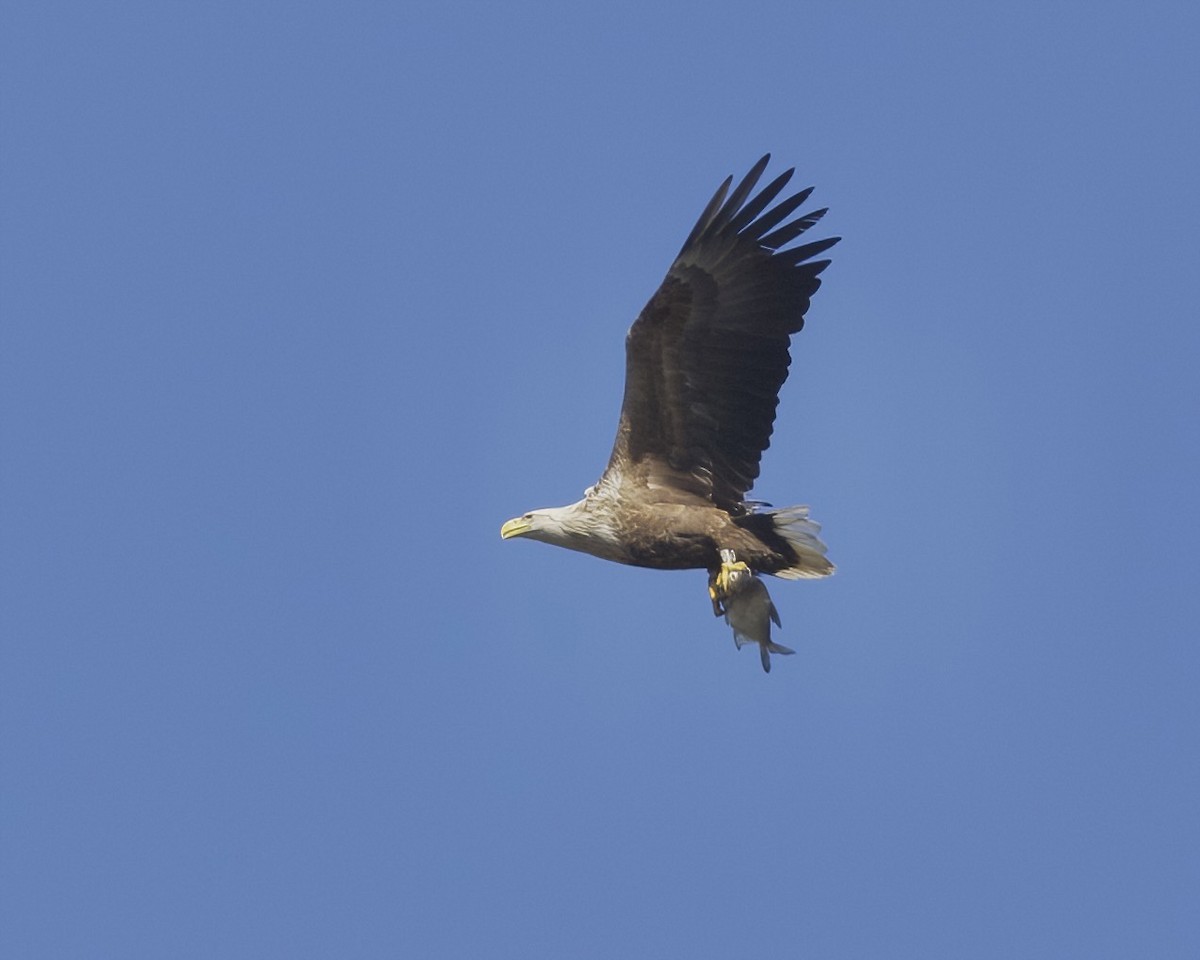 White-tailed Eagle - ML618276121