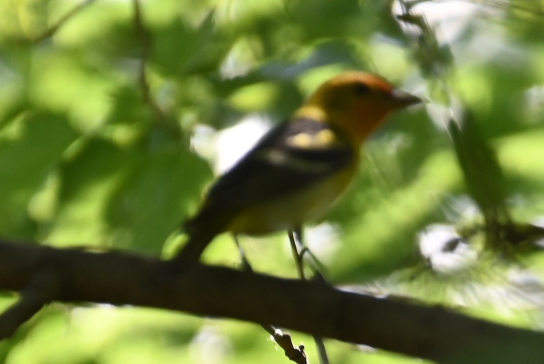 Western Tanager - ML618276134