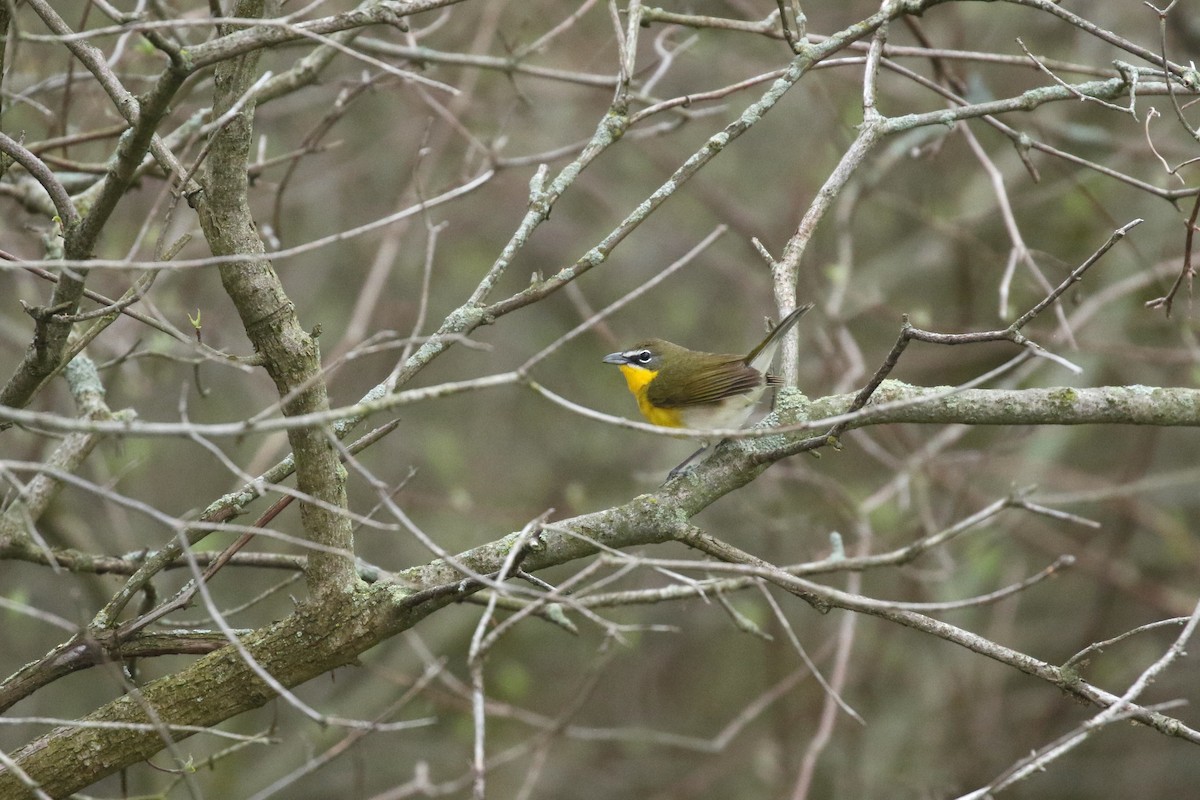 Yellow-breasted Chat - ML618276196