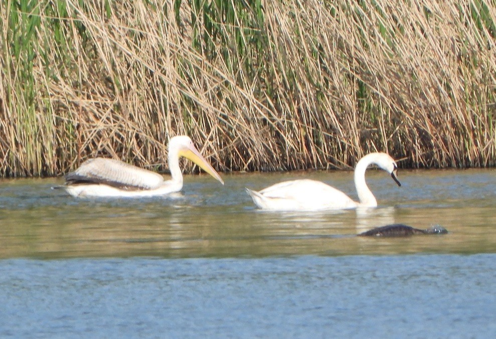pelikán bílý - ML618276200