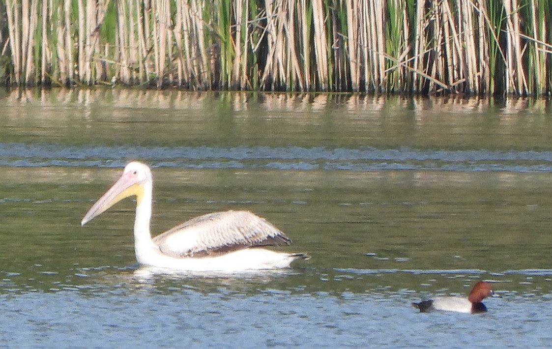 pelikán bílý - ML618276201