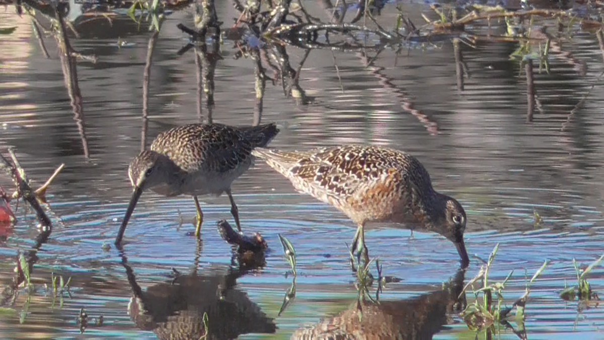 Long-billed Dowitcher - ML618276202