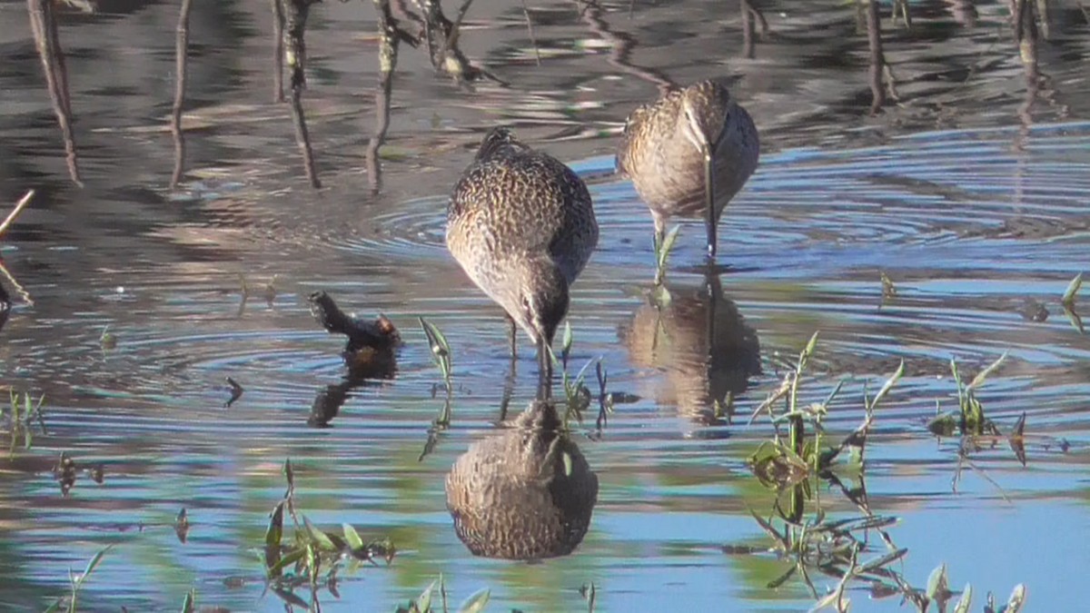 Long-billed Dowitcher - ML618276203