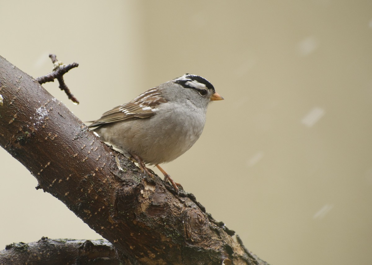 White-crowned Sparrow (Gambel's) - ML618276214