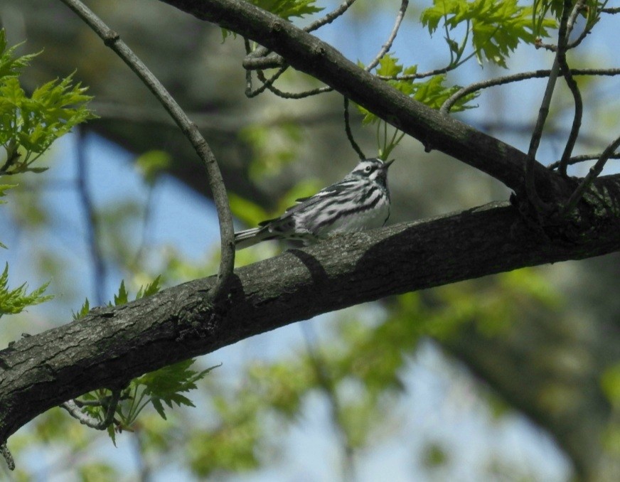 Black-and-white Warbler - ML618276227