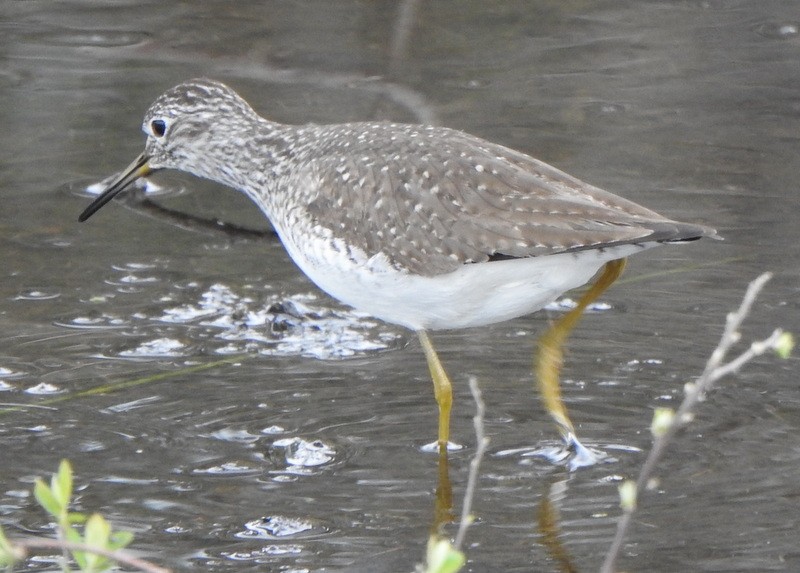 Solitary Sandpiper - Andy Frank