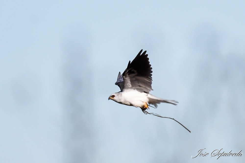 White-tailed Kite - ML618276238