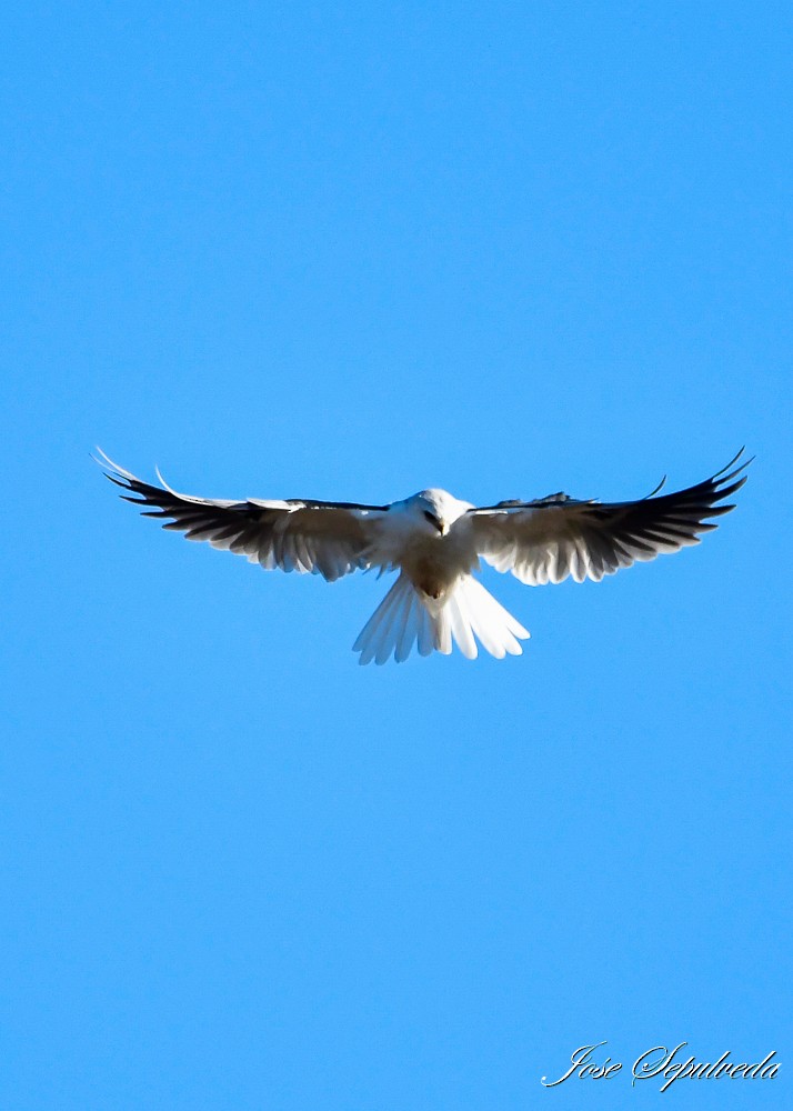 White-tailed Kite - ML618276239