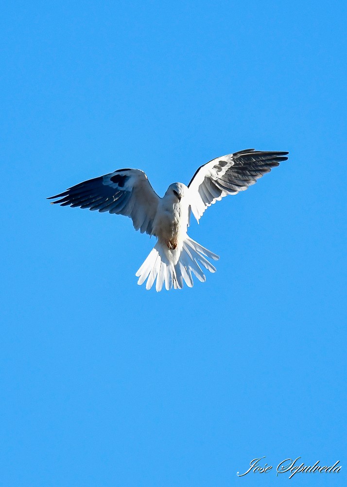 White-tailed Kite - ML618276241