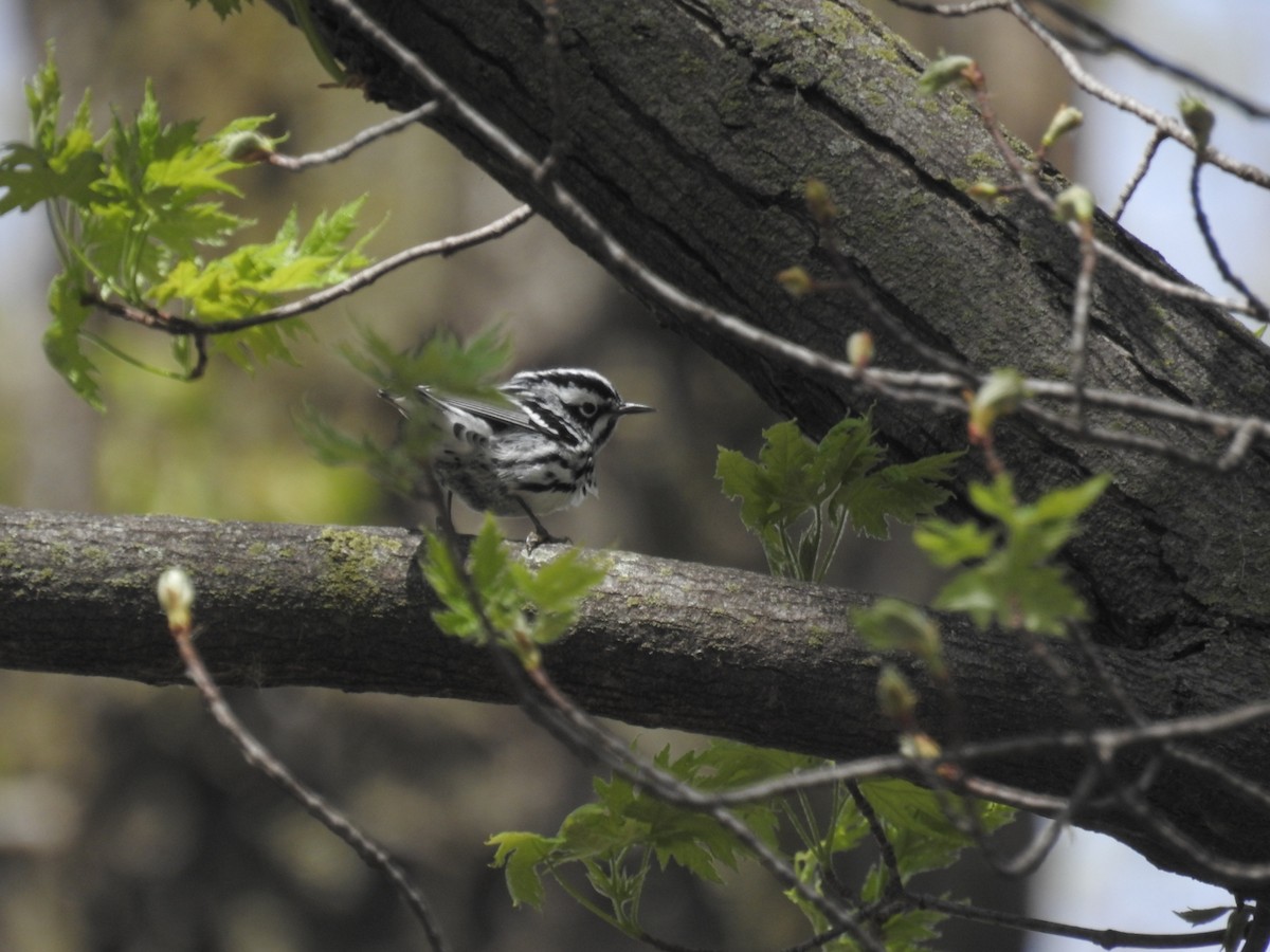 Black-and-white Warbler - ML618276244