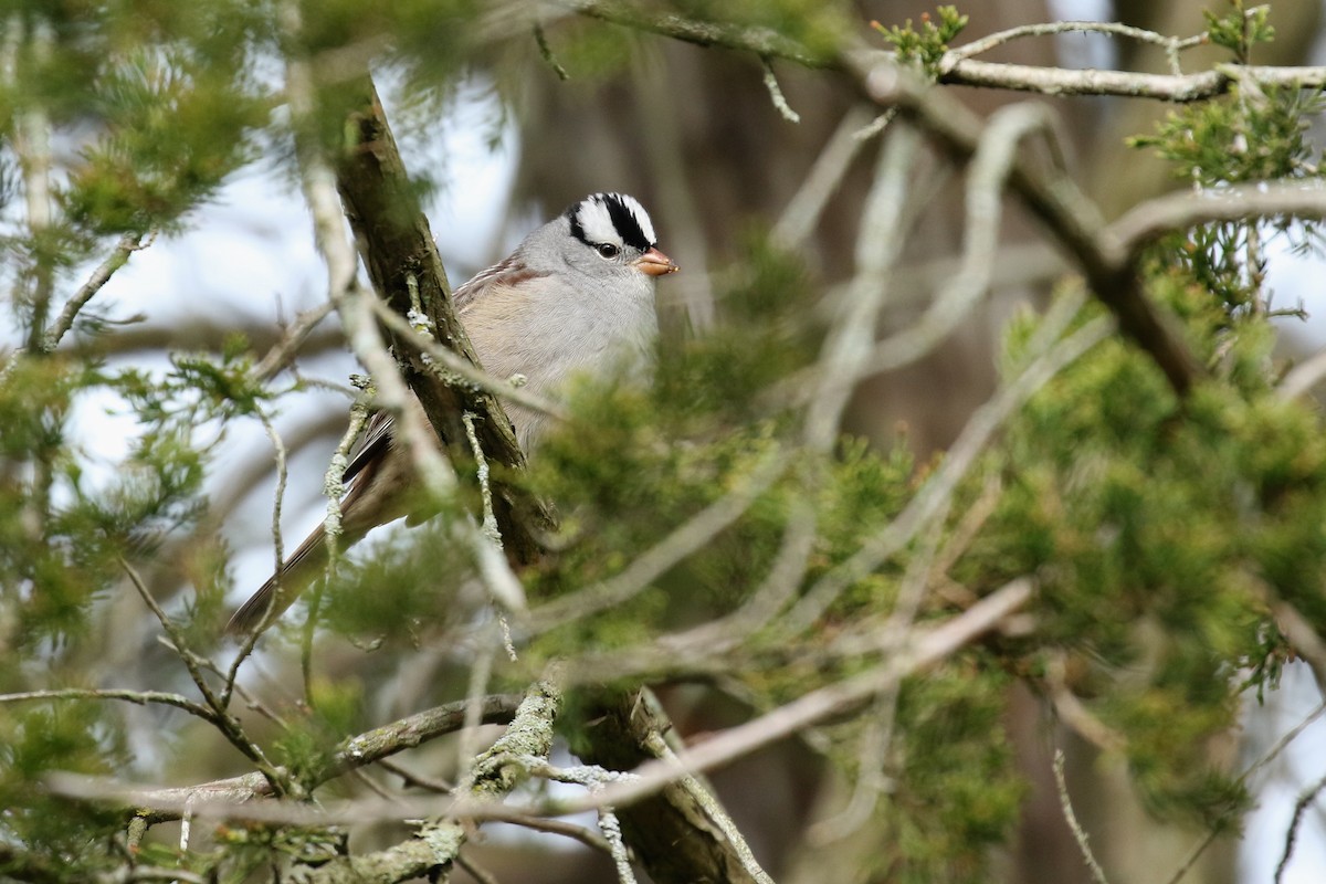White-crowned Sparrow - ML618276292