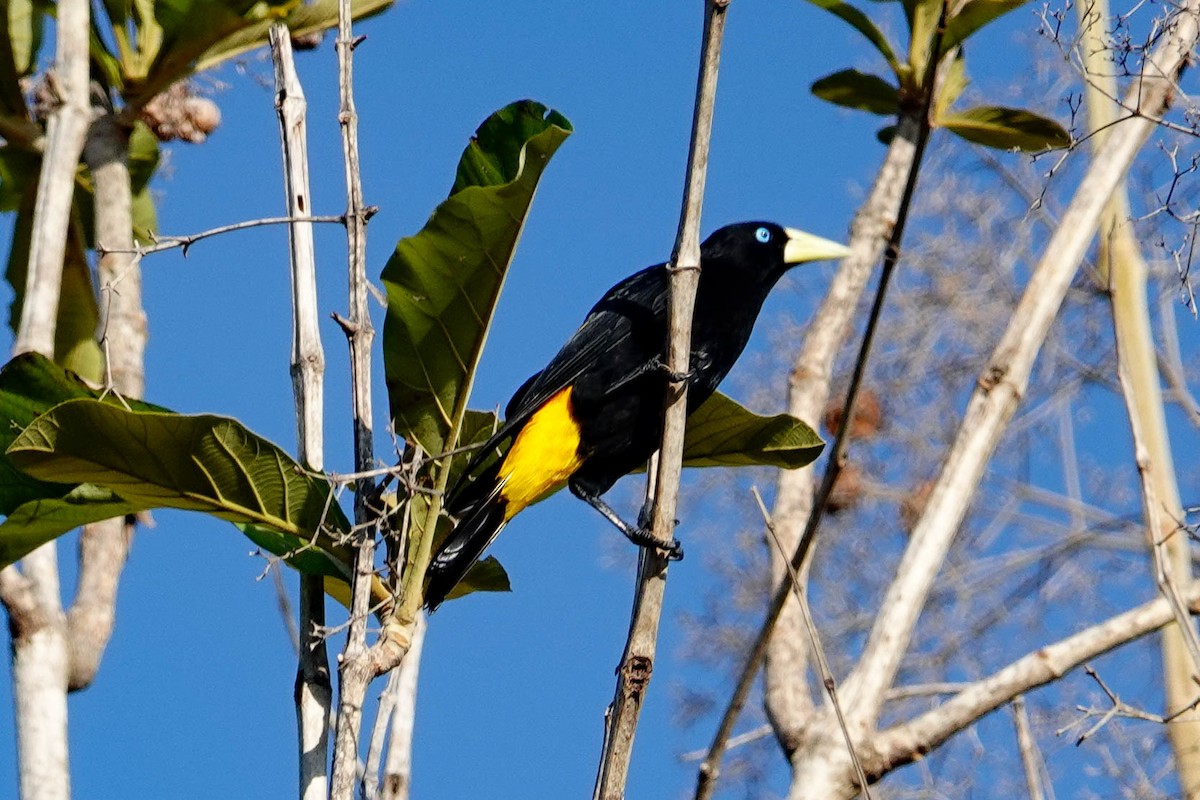 Yellow-rumped Cacique - ML618276340