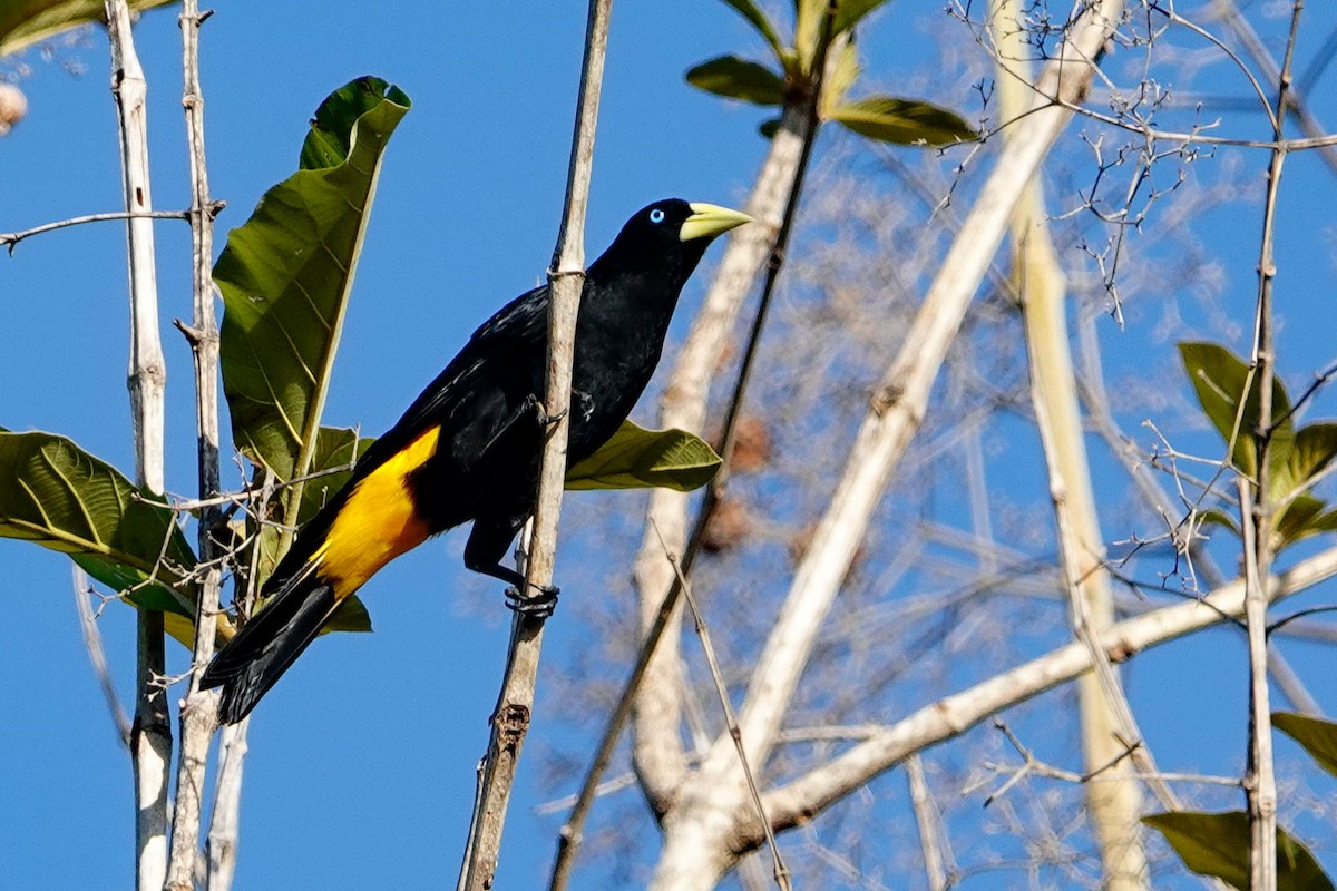 Yellow-rumped Cacique - ML618276341