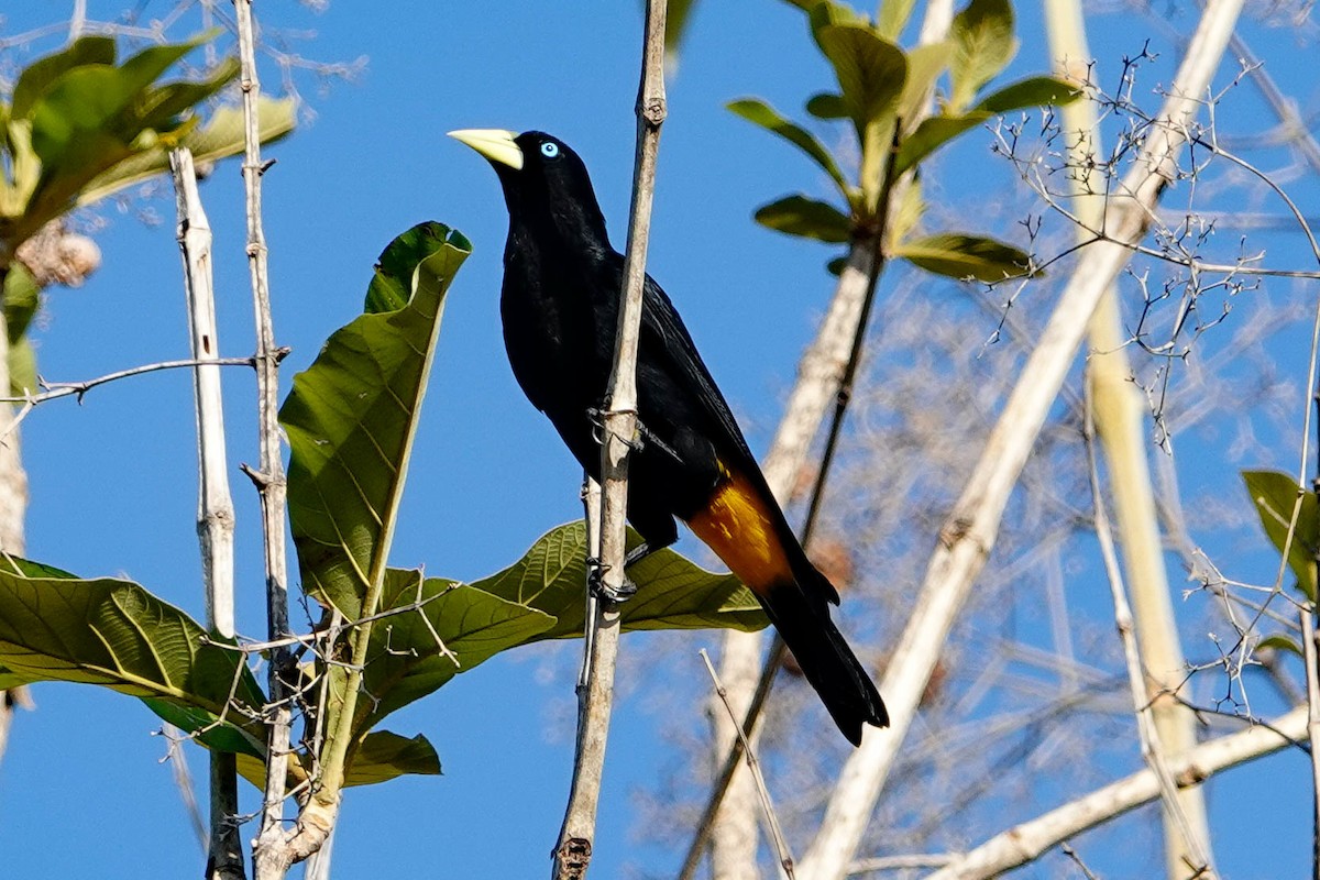 Yellow-rumped Cacique - ML618276342