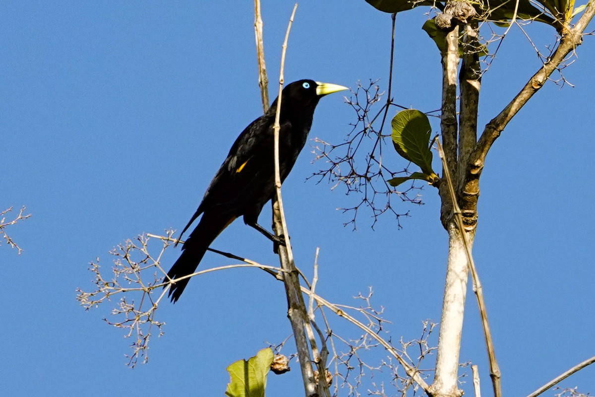 Yellow-rumped Cacique - ML618276344