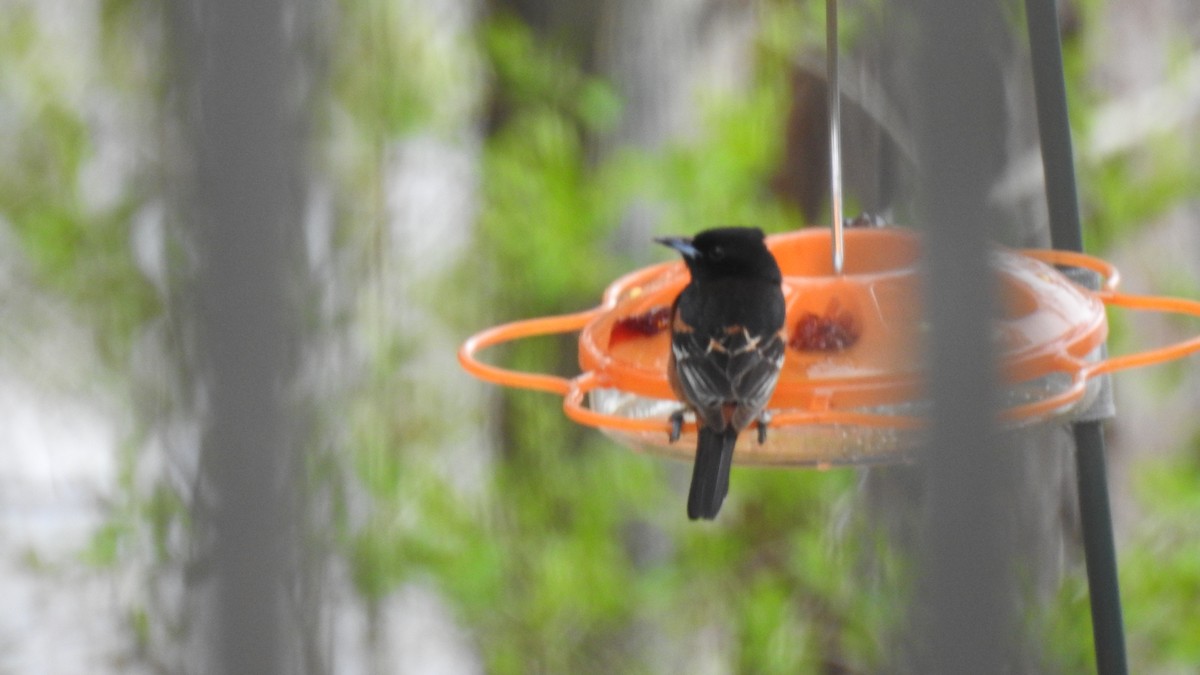 Orchard Oriole - ML618276365