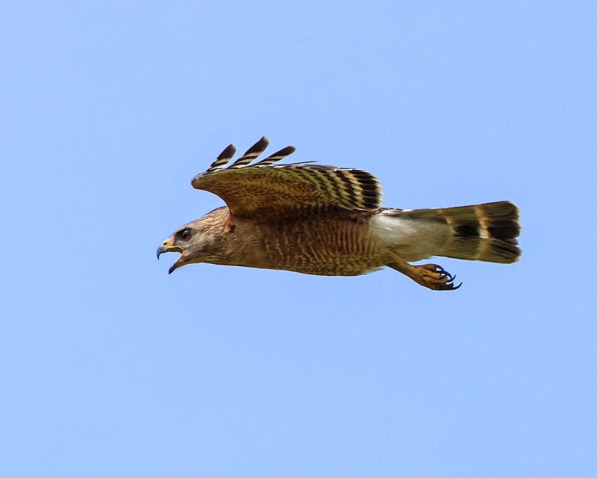 Red-shouldered Hawk - Karl H (Hoeff ka)