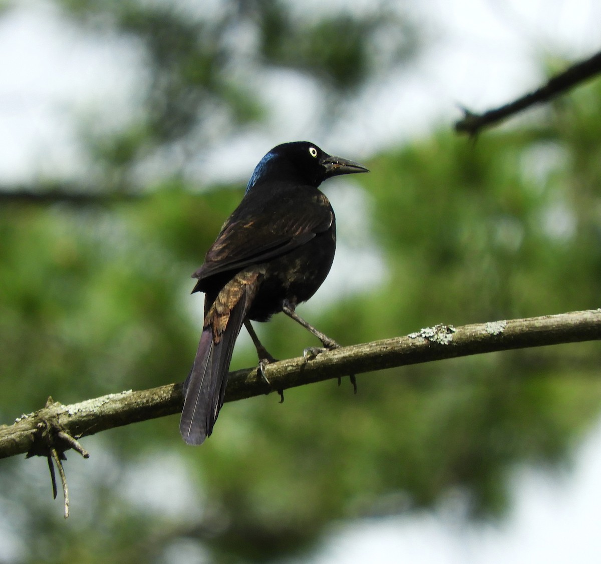 Common Grackle - Becky Kitto