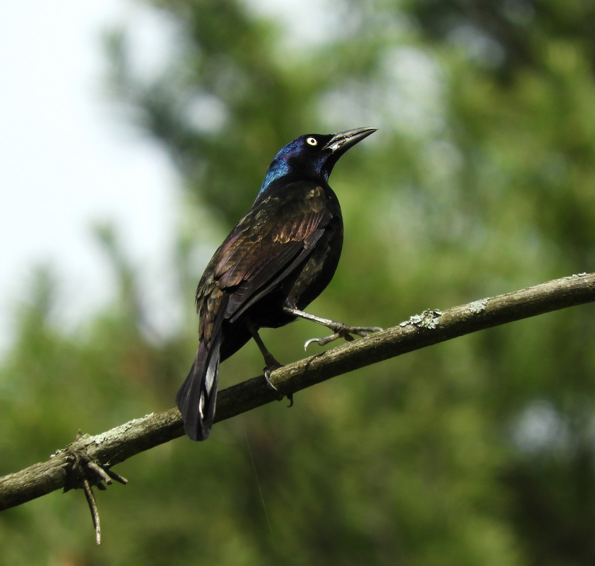 Common Grackle - Becky Kitto