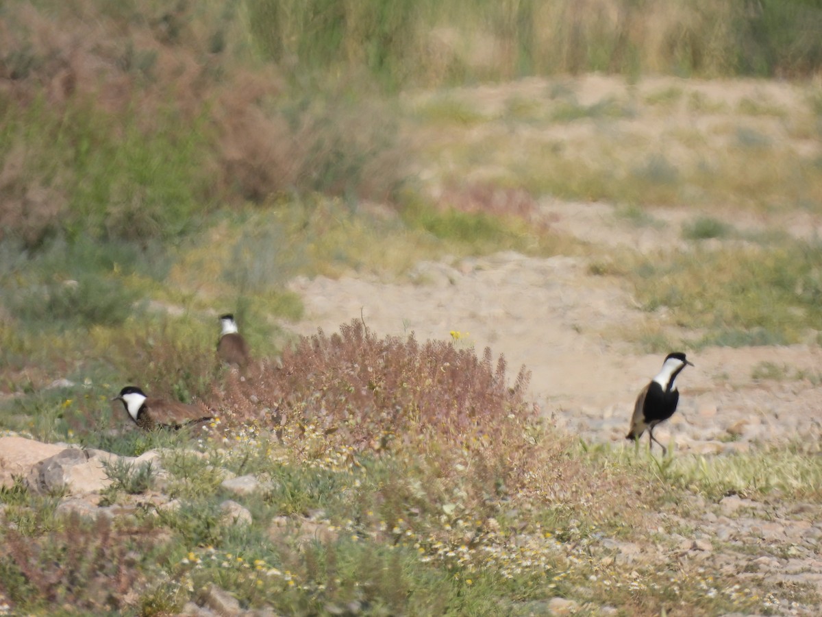 Spur-winged Lapwing - ML618276452