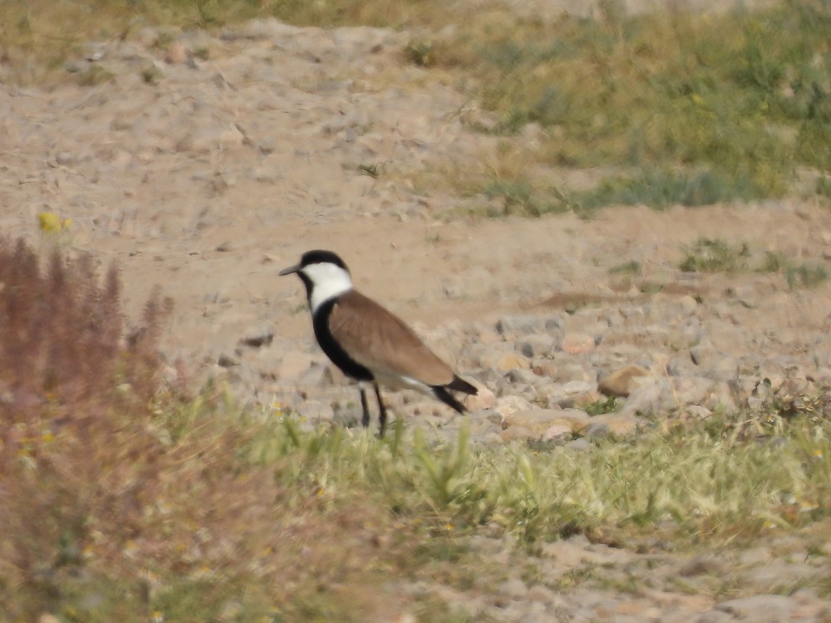 Spur-winged Lapwing - ML618276453